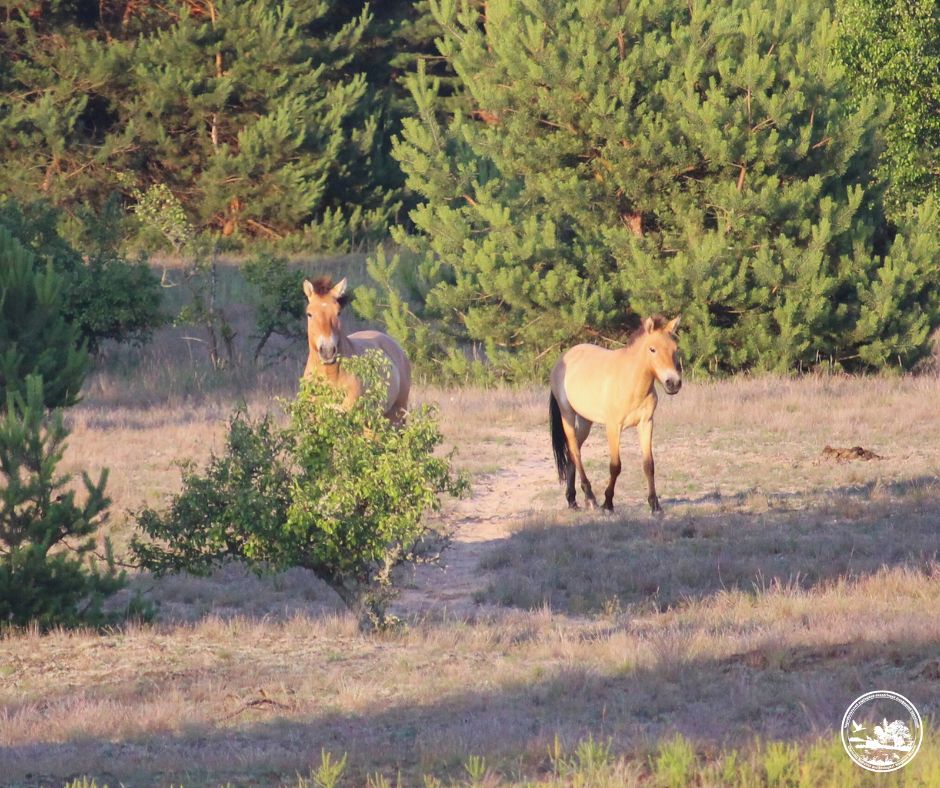 Photo credit: Chornobyl Radiation and Ecological Biosphere Reserve