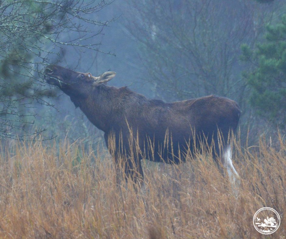 Photo credit: Chornobyl Radiation and Ecological Biosphere Reserve
