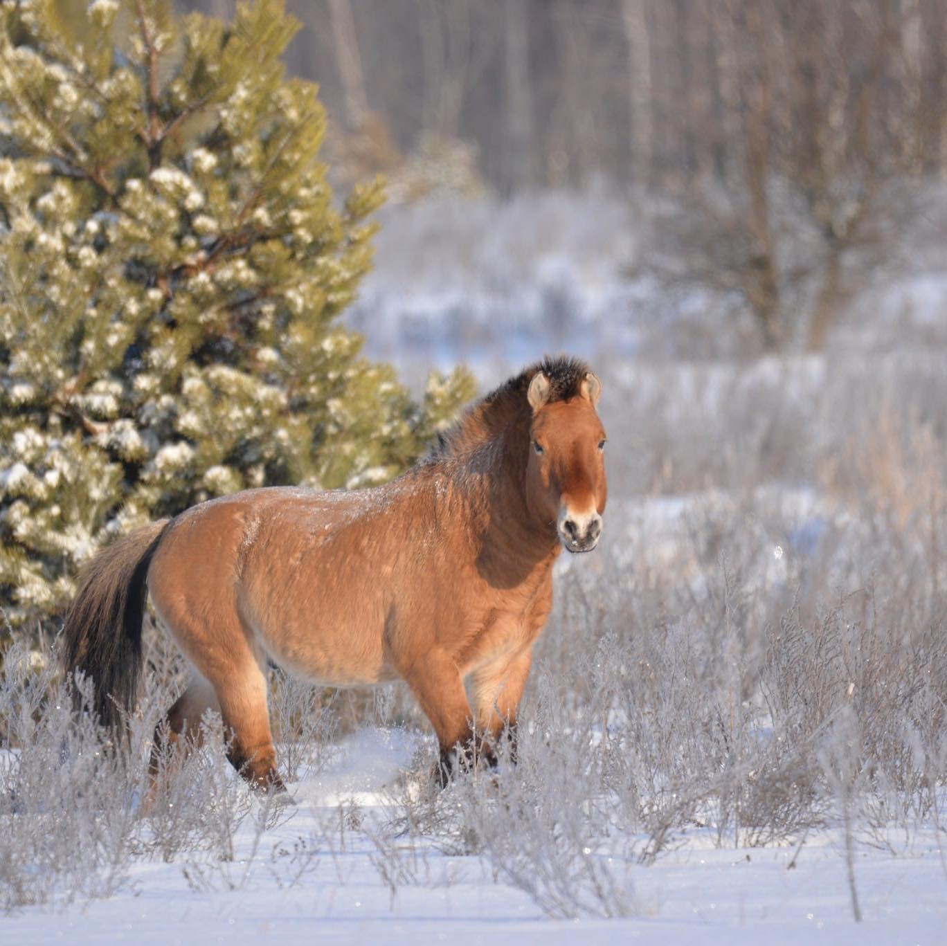 Photo credit: Chornobyl Radiation and Ecological Biosphere Reserve