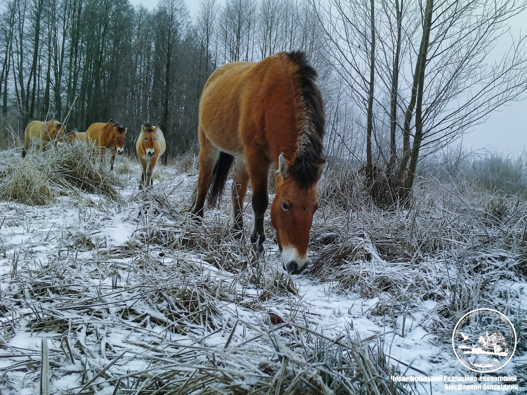 Photo credit: Chornobyl Radiation and Ecological Biosphere Reserve