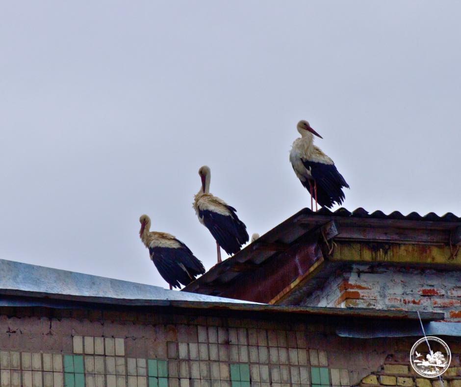 White storks, once absent from Chornobyl for decades, are beginning to reappear in the city, suggesting gradual changes in the local ecosystem. Photo credit: Chornobyl Radiation and Ecological Biosphere Reserve/Denys Vyshnevskyy