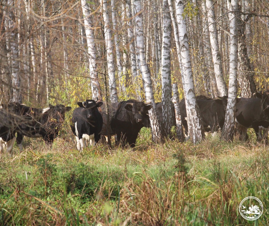 Descendants of cattle once kept by self-settlers who returned after the Chornobyl disaster now roam freely in the exclusion zone. After their owners died in 2016, the animals adapted to life in the wild, surviving on grasses, shrubs, and seasonal vegetation. Photo credit: Chornobyl Radiation and Ecological Biosphere Reserve