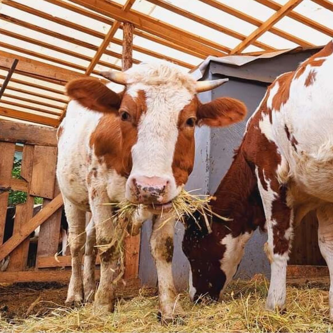 UAnimals