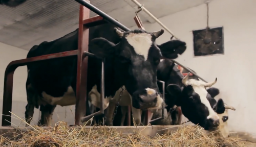Cooperatives Provide Ukrainians With New Business Opportunities